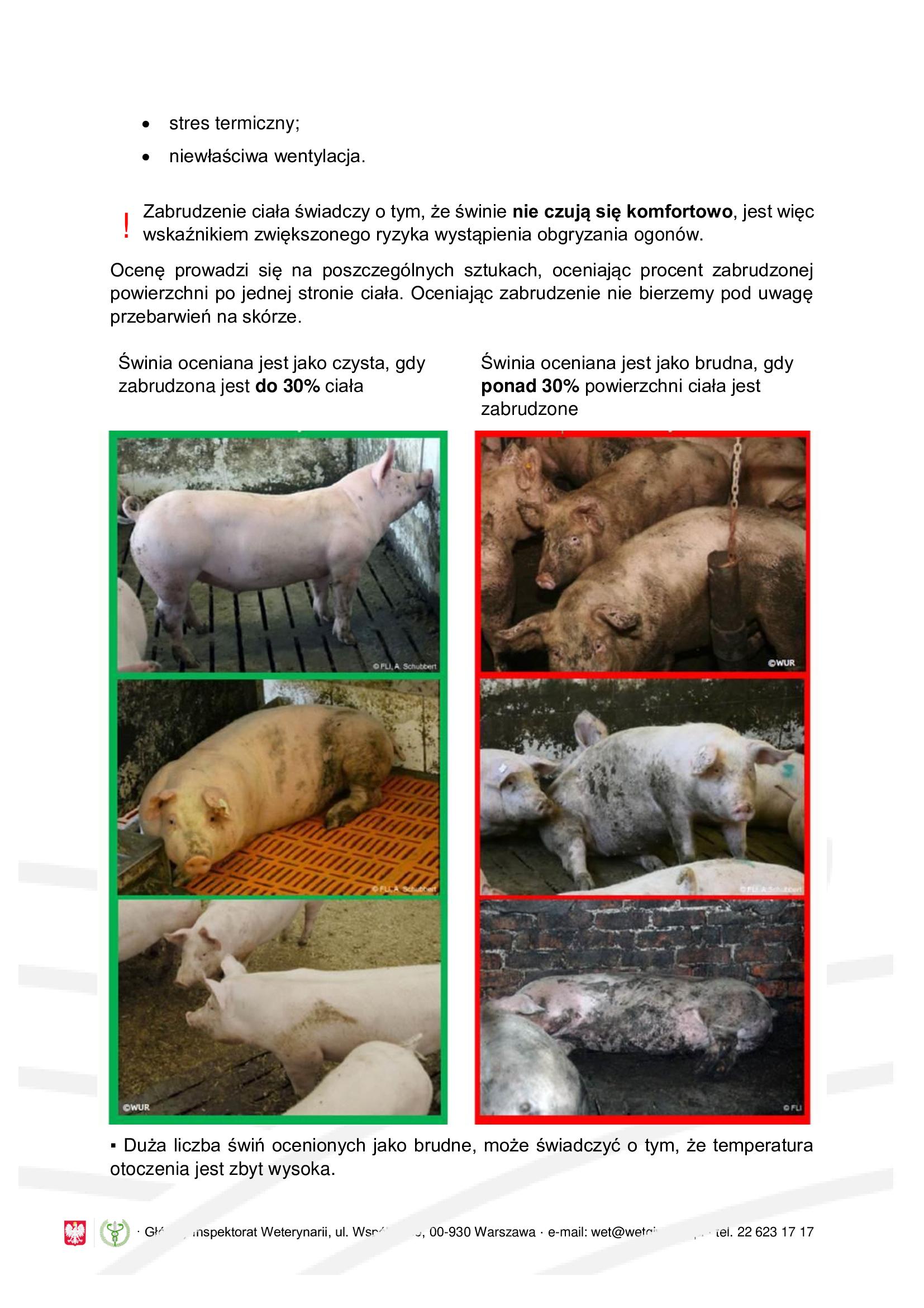 Obgryzanie ogonk&oacute;w u świń - informacja dla rolnik&oacute;w