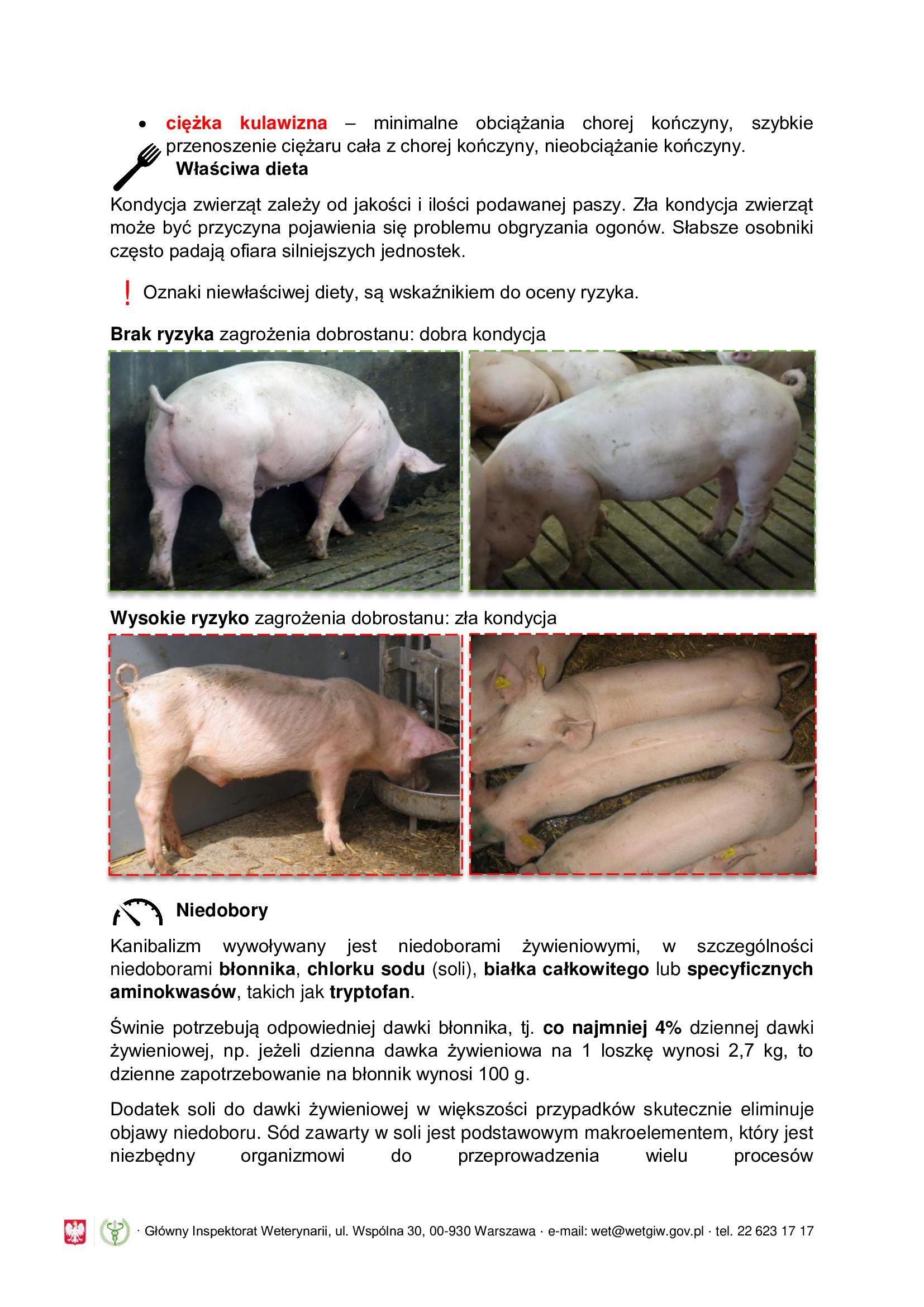 Obgryzanie ogonk&oacute;w u świń - informacja dla rolnik&oacute;w