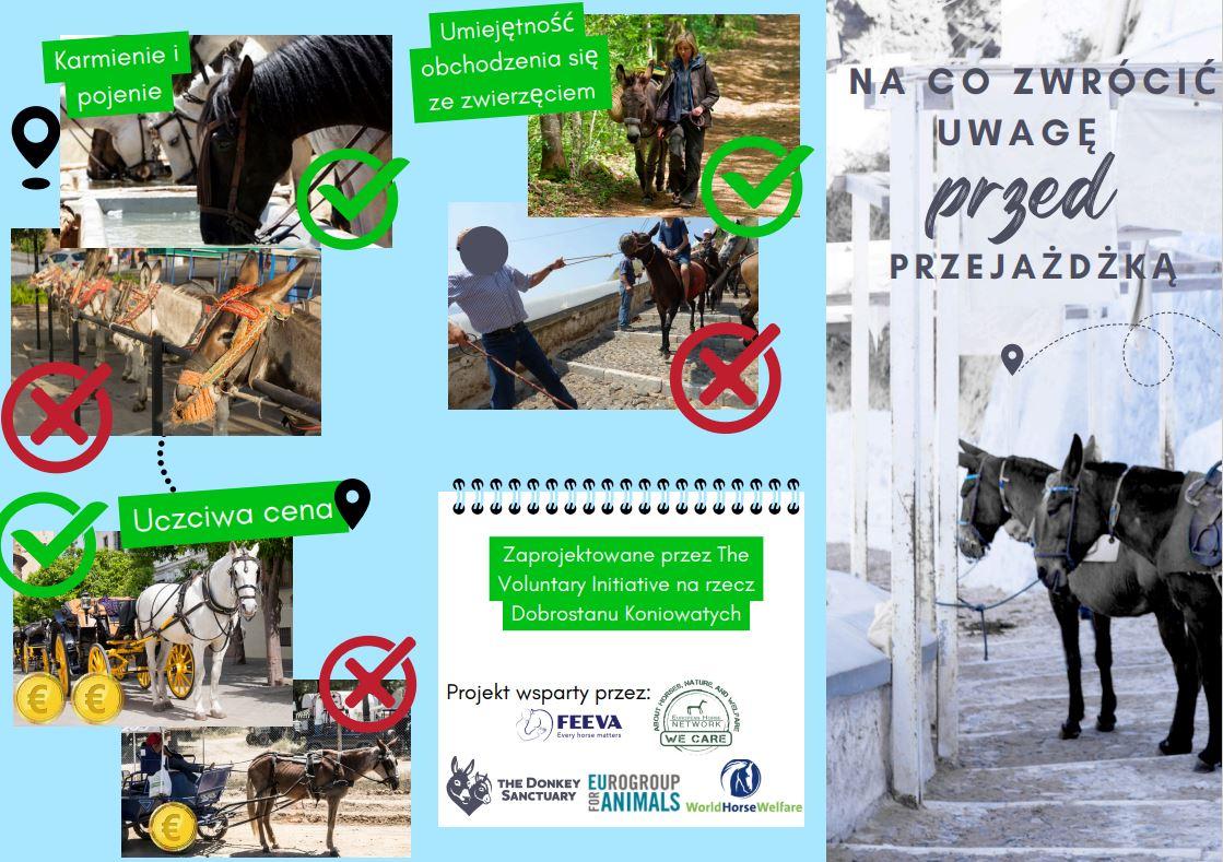 ulotka dotycząca dobrostanu koniowatych 1